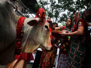 گائے مقدس ہے بھارت کا بنگلا دیش مویشی اسمگلنگ پرکریک ڈاؤن