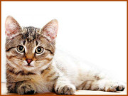 بلّی واپس نہ کی تو داعش میں شامل ہوجاؤں گا