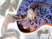 شہروں کی چمگادڑیں کہاں جارہی ہیں