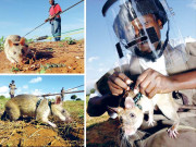 موزمبیق کے ’’ ہیرو چوہے‘‘