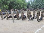 بھارت میں کتے شیروں کے محافظ