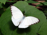 ’’اب سفید تتلی نہیں آتی نہ خنجراب دریا پر گھوڑے دوڑتے ہیں‘‘