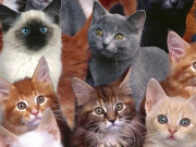 شوہر کو سابقہ بیوی کو بلیوں کی دیکھ بھال کے لیے ہر تین ماہ بعد 67 ہزار روپے ادا کرنے کا حکم