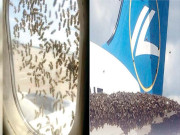 شہد کی مکھیوں کے طیاروں پربڑھتے ہوئے حملے