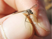 روسی گاؤں میں مچھروں سے اظہار الفت کے لیے میلے کا انعقاد