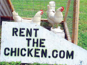 امریکا میں انڈے مہنگے۔۔۔۔ مرغیاں کرائے پردی جانے لگیں