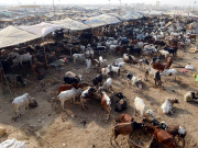 سپر ہائی وے  مویشی منڈی بدستور دب انتظامی کا شکار