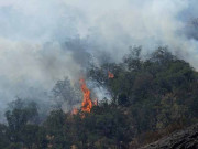 امریکا کی مختلف ریاستوں کے جنگلات میں آگ سے ہزاروں افراد نقل مکانی پرمجبور
