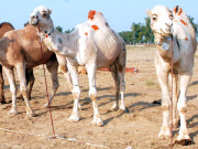 سعودی عرب میں اونٹوں کی قربانی پرپابندی عائدکردی گئی