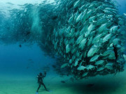 سمندروں میں مچھلیوں کی تعداد تیزی سے کم ہوکر آدھی رہ گئی ہے ڈبلیو ڈبلیو ایف