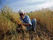 سندھ میں سیلاب متاثرہ کسانوں کو 19 ارب روپے سبسڈی دی ہے، وزیر زراعت