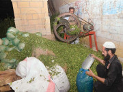 عارضی اسٹالوں پر رش عید قرباں پر جانوروں کا چارا 30فیصد مہنگا ہو گیا