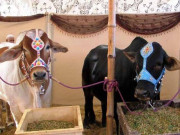 کیا آپ فریضہ قربانی ادا کرنے جا رہے ہیں