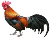 اب تو مرغ کی قربانی کا فتویٰ آنا چائیے