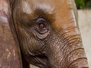 اسلام آباد میں کاوان نامی ہاتھی آزادساتھی نہ ہونے پرتوڑپھوڑ