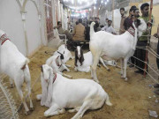 نُمائشی قربانی