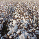 ہفتہ رفتہ عالمی مارکیٹ میں روئی مہنگی پاکستان میں سستی ہوگئی