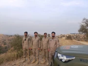 وائلڈ لائف رینجرز پنجاب کی تیتر کے غیر قانونی شکار کے خلاف سخت کارروائیاں تیز