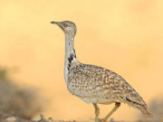 بھائی چارہ اور تلور کا شکار