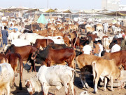 مویشیوں کی تجارت کیلیے جامع پالیسی متعارف کرانے کا فیصلہ