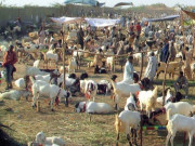 ’’بکرے افغانستان اسمگل کرنے سے قیمتیں بڑھ جاتی ہیں‘‘   