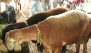 قربانی کی کھالیں جمع کرنیوالی تنظیمیں ضابطہ اخلاق پرعمل کریں کمشنر