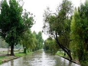 شجرکاری مہم اور حقائق