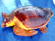 پاکستانی ساحل سے پہلی بار نایاب نسل کا کچھوا لوگر ہیڈ مل گیا