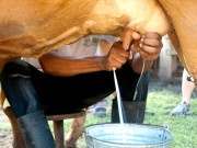 رات کے وقت دوہا گیا دودھ زیادہ خواب آورہوتا ہے