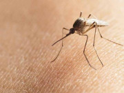 مچھروں کی حکومت