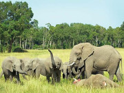 ہاتھی گروپوں اور ہتھنی کی سربراہی میں رہتے ہیں