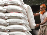 حکومتی احکامات نظر انداز گنے کی کرشنگ شروع نہ ہوسکی