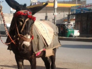 گدھا ’انسان‘