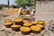 پاکستان کھجور کی پیداوا کے لحاظ سے پانچواں بڑا ملک