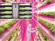 روبوٹ کاشت کاری کریں گے