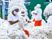 دنیا بھر میں روئی کی قیمتیں گرنے کے باعث پاکستان میں 50تا 100 روپے کمی