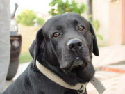 مرغے کی اذان مقتول کوا اور صاحب کا کتا