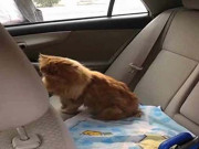 کاش میں آصفہ زرداری کی بلی ہوتا