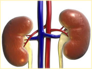 گردوں کے افعال اورمختلف بیماریاں