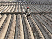 بارشیں بیشتر فصلوں کیلیے فائدہ مندثابت ہونگیزرعی ماہرین