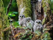 امریکا میں جنگل سے اُبھرتی پُراسرار موسیقی سے لوگ خوفزدہ