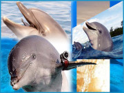 اب ڈولفن کریں گی جاسوسی