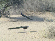 صحرائی جنت ’ تھر‘