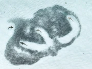 سمندر میں شکار کرتی شارکس کا منظر سال کی بہترین تصویر قرار