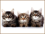 گم شدہ بلیوں کی اطلاع دیں اورلاکھوں کے انعام پائیں