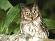 اُلو آخر اتنے اُلو کیوں ہوتے ہیں