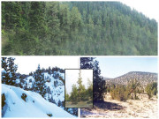 دنیا کا دوسرا قدیم ترین جنگل معدومی کے خطرہ کا شکار