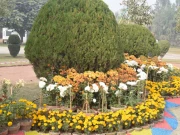 پنجاب کے 12 اضلاع میں ہارٹیکلچر ایجنسیاں قائم کرنے کا فیصلہ