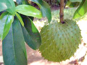 کیمو تھراپی کے متبادل پھل ’’ساور سوپ‘‘ کی درآمد معطل