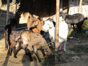 بھوآنہ میں کھیت میں گھسنے پرزمیندار نے بکریاں دریا میں پھینک دیں